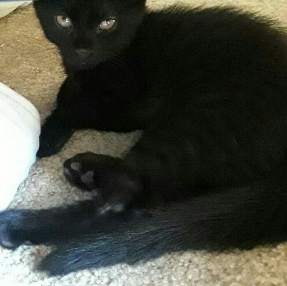 Meet your Posher, Hebe